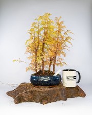 Shohin Dawn Redwood Bonsai – Group of 5 | Metasequoia in Bonsai Pot