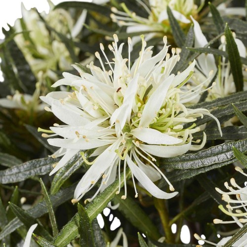 Azalea plant starstyle white - starstyle,