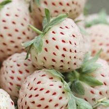 Fruit Plants, White Strawberry