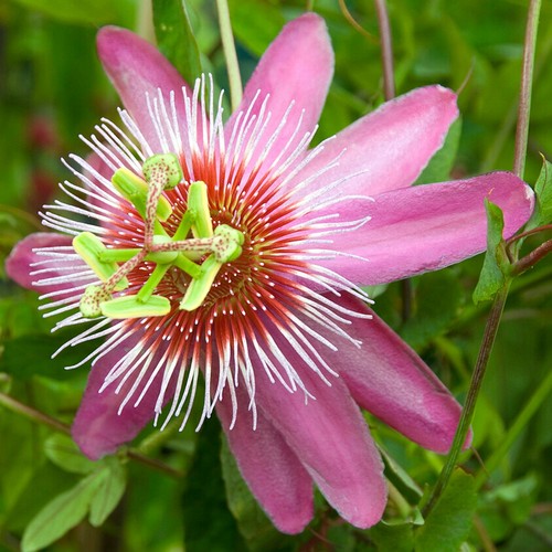 Passiflora anastasia passion - passiflora,