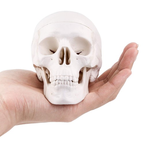 Mini skull model - skull, medical