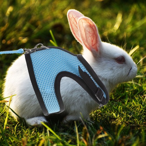 Set reusable guinea pig - guinea,