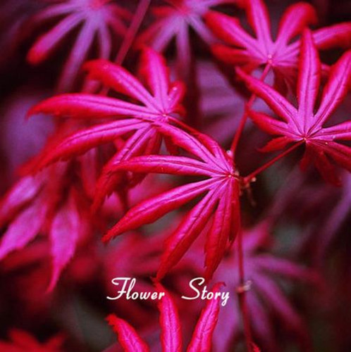 Red japanese maple bonsai - red,