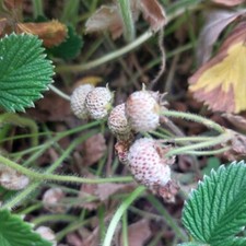 Mount Omei Strawberry -