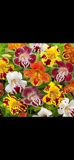 6x Mimulus ‘Magic Mix’