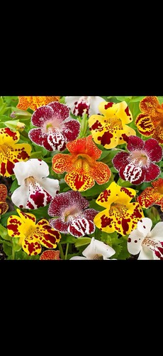 Mimulus magic mix - 6x, ‘magic