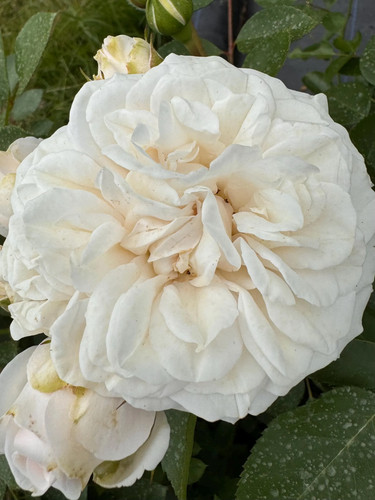 Aimee vibert creamy white - aimee,