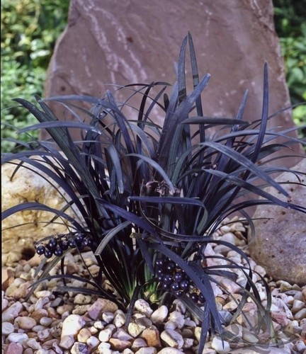 Ophiopogon planiscapus - ophiopogon,