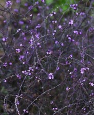 3 X VERBENA OFFICINALIS
