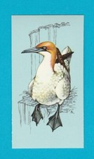BRITISH BIRDS - TETLEY TEA - CARD NO. 37  -  GANNET  -  1970