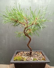  Scots Pine Bonsai  (Pinus sylvestris) 