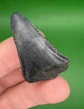 Large Lower 1.47” Great