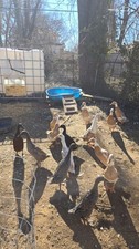 10+ Indian Runner Duck