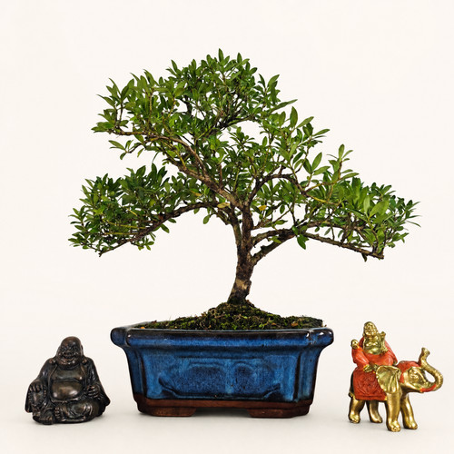 Japanese holly - holly, (ilex