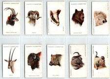 PLAYERS: Wild Animals Heads