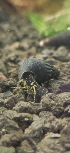 Sulawesi rabbit snail - 3,