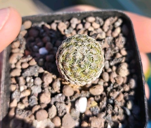 Pelecyphora strobiliformis - pelecyphora,
