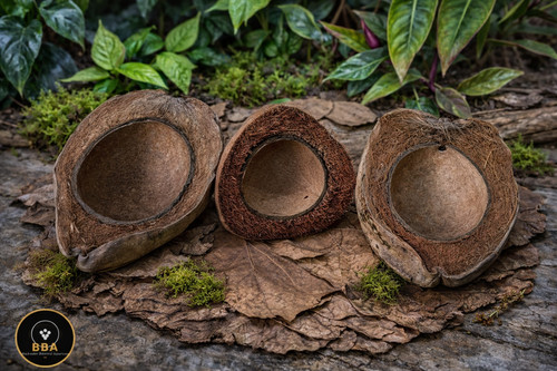 Coconut cup terrarium - coconut,