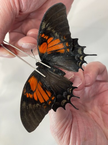 Insect butterfly papilionidae - butterfly,