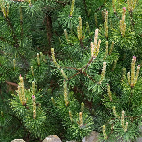 Pinus mugo mughus compact - pinus,
