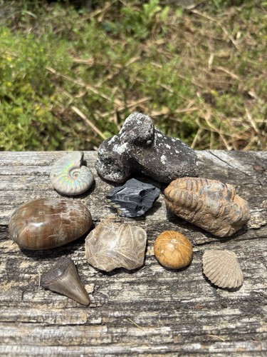 Large fossil specimens lot - large,