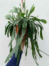 Lepismium houlletianum (Snowdrop Cactus) -rare - x 2 cuttings