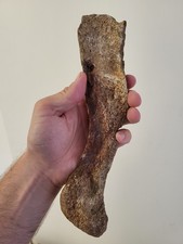 *XXL 10"* Ice Age Mammal Bone