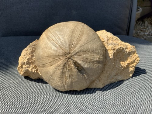 Fossil sea urchin clypeus - fossil,