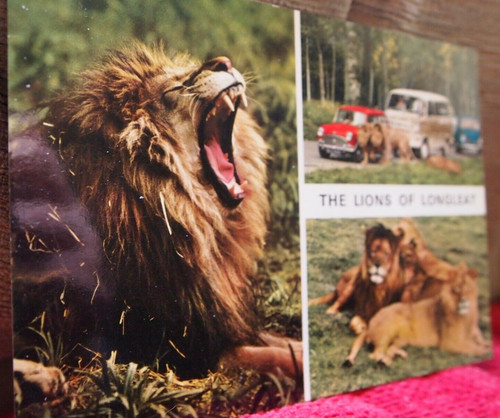 The lions longleat - longleat, 1966