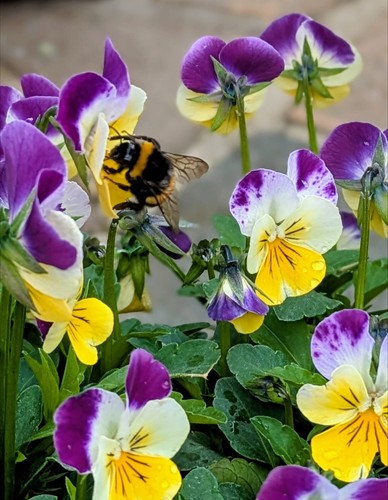Pansy tasty f1 hybrid - pansy,
