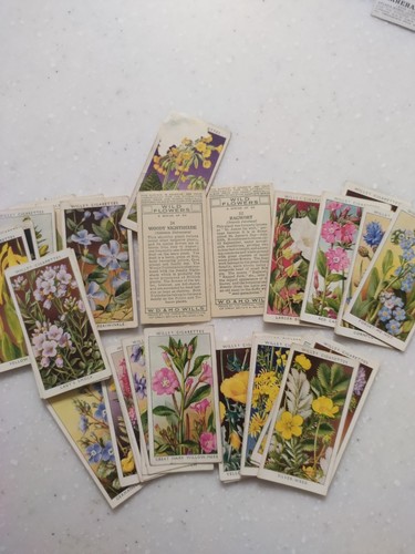 Flower and wild - flower's,, flowers
