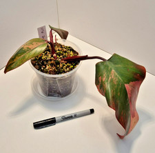 Philodendron Strawberry Shake