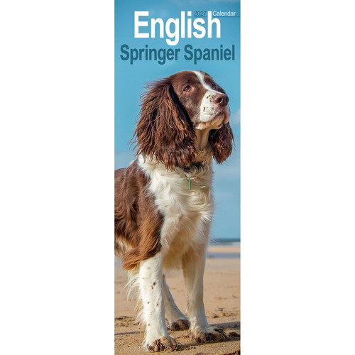 English springer spaniel slim - english,