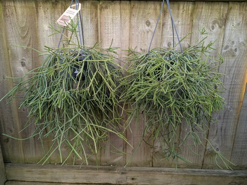 Rarely offered rhipsalis - offered,