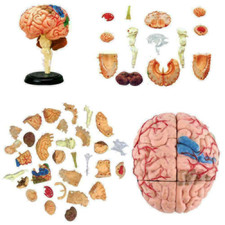 4D Disassembled Anatomical Brain Model Anatomy Teaching Brain Assembly Model