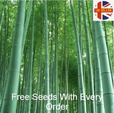 100Pc Phyllostachys Edulis