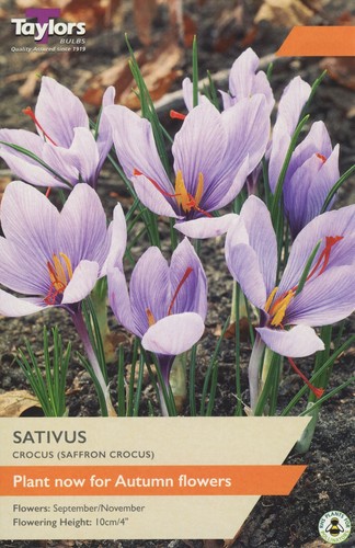 Crocus sativus species - crocus, sativus.