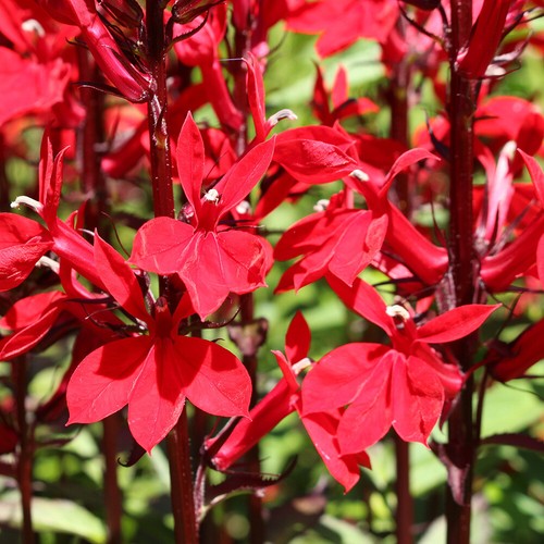 Pack lobelia speciosa - of,