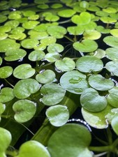 5 Premium Amazon Frogbit