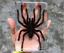 REAL Tarantula Taxidermy SPIDER Oddities Weird Strange Odd Creepy Bizarre Animal