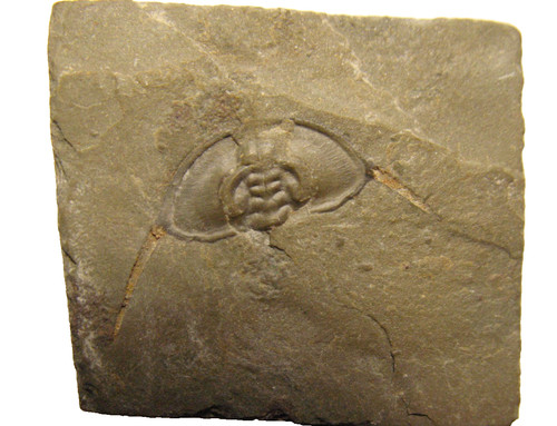 Cambrian paedeumias nevadensis - cambrian,