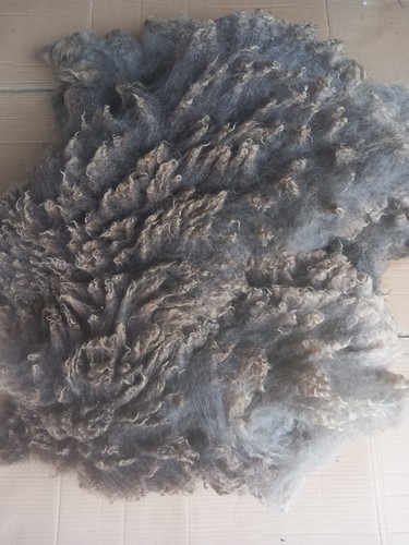 Grey raw shetland sheep - raw,