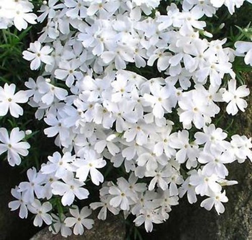 Alpine phlox plugs rockery - 3,