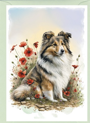 Shetland sheepdog sheltie dog - sheepdog,