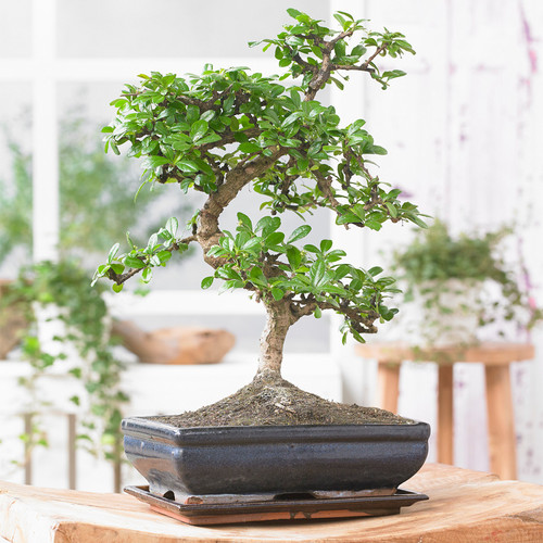 Bonsai chinese elm tree - chinese,