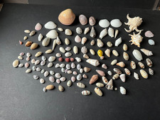 Approx 126 Sea Shells, Various