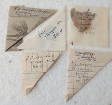 Butterflies Papered Very Old
