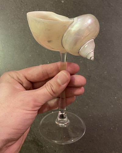 Shell coupe cocktail glass - coupe,