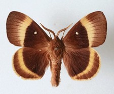 Lasiocampa Quercus Oak Eggar Moth A- Set x1 Ideal for Framing Specimen
