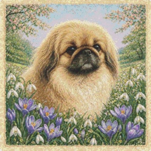 Pekingese puppy dog - dog, in